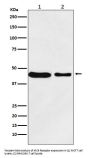 Anti-MC4 Receptor Rabbit Monoclonal Antibody