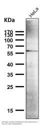 Anti-NUR77 NR4A1 Rabbit Monoclonal Antibody