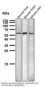 Anti-NUR77 NR4A1 Rabbit Monoclonal Antibody