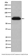 Anti-NUR77 NR4A1 Rabbit Monoclonal Antibody