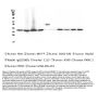 Anti-APE1 APEX1 Antibody Picoband® (monoclonal, 5C11)