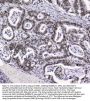 Anti-APE1 APEX1 Antibody Picoband® (monoclonal, 5C11)