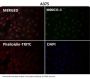 Anti-Sumo 1 Rabbit Monoclonal Antibody
