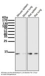 Anti-Sumo 1 Rabbit Monoclonal Antibody