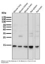 Anti-Sumo 1 Rabbit Monoclonal Antibody