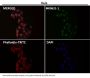 Anti-Sumo 1 Rabbit Monoclonal Antibody