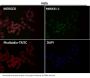Anti-Sumo 1 Rabbit Monoclonal Antibody