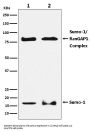 Anti-Sumo 1 Rabbit Monoclonal Antibody