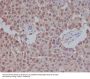 Anti-Sumo 1 Rabbit Monoclonal Antibody