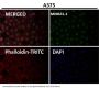 Anti-Sumo 1 Rabbit Monoclonal Antibody