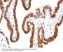 Anti-SUMO-1 Monoclonal Antibody