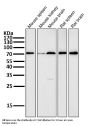 Anti-PRMT5 Rabbit Monoclonal Antibody