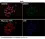 Anti-PRMT5 Rabbit Monoclonal Antibody