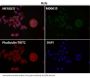 Anti-PRMT5 Rabbit Monoclonal Antibody