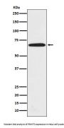 Anti-PRMT5 Rabbit Monoclonal Antibody