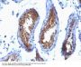 Anti-Major Vault Protein (MVP) Monoclonal Antibody