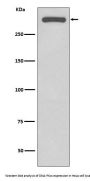 Anti-DNA-PKcs PRKDC Rabbit Monoclonal Antibody