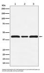 Anti-c-Maf Rabbit Monoclonal Antibody