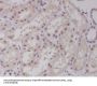 Anti-c-Maf Rabbit Monoclonal Antibody