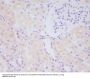 Anti-MMP14/Mt1 Mmp Rabbit Monoclonal Antibody
