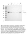 Anti-TMPRSS2 Rabbit Monoclonal Antibody
