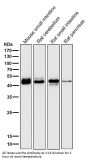 Anti-TMPRSS2 Rabbit Monoclonal Antibody