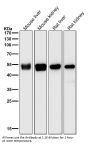 Anti-TMPRSS2 Rabbit Monoclonal Antibody