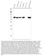 Anti-DDX5 Antibody PicobandÂ® (monoclonal, 3F9)
