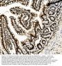 Anti-DDX5 Antibody PicobandÂ® (monoclonal, 3F9)