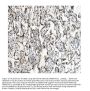 Anti-DDX5 Antibody PicobandÂ® (monoclonal, 3F9)