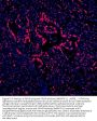 Anti-DDX5 Antibody PicobandÂ® (monoclonal, 3F9)