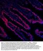 Anti-DDX5 Antibody PicobandÂ® (monoclonal, 3F9)