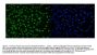 Anti-DDX5 Antibody PicobandÂ® (monoclonal, 3F9)