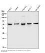 Anti-SGK1/Sgk Rabbit Monoclonal Antibody