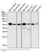 Anti-SGK1/Sgk Rabbit Monoclonal Antibody