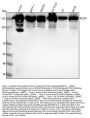 Anti-PLCG1/Plc Gamma 1 Rabbit Monoclonal Antibody