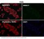 Anti-PLCG1/Plc Gamma 1 Rabbit Monoclonal Antibody