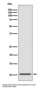 Anti-GLP1/GCG Rabbit Monoclonal Antibody