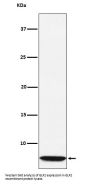 Anti-GLP2 Rabbit Monoclonal Antibody