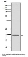 Anti-Glucagon GCG Rabbit Monoclonal Antibody