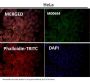Anti-Fyn Rabbit Monoclonal Antibody