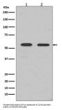 Anti-Fyn Rabbit Monoclonal Antibody