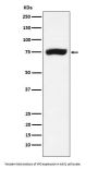 Anti-XPD Rabbit Monoclonal Antibody