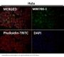 Anti-Cyclin A2 Rabbit Monoclonal Antibody
