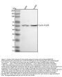 Anti-Cyclin A1/A2 Rabbit Monoclonal Antibody