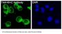 Anti-TrkA+B+C NTRK1 Rabbit Monoclonal Antibody