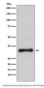 Anti-Emerin Rabbit Monoclonal Antibody