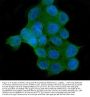 Anti-AKT2 Antibody Picoband® (monoclonal, 10C6)