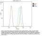 Anti-AKT2 Antibody Picoband® (monoclonal, 10C6)