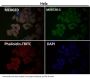 Anti-Smad1 Rabbit Monoclonal Antibody